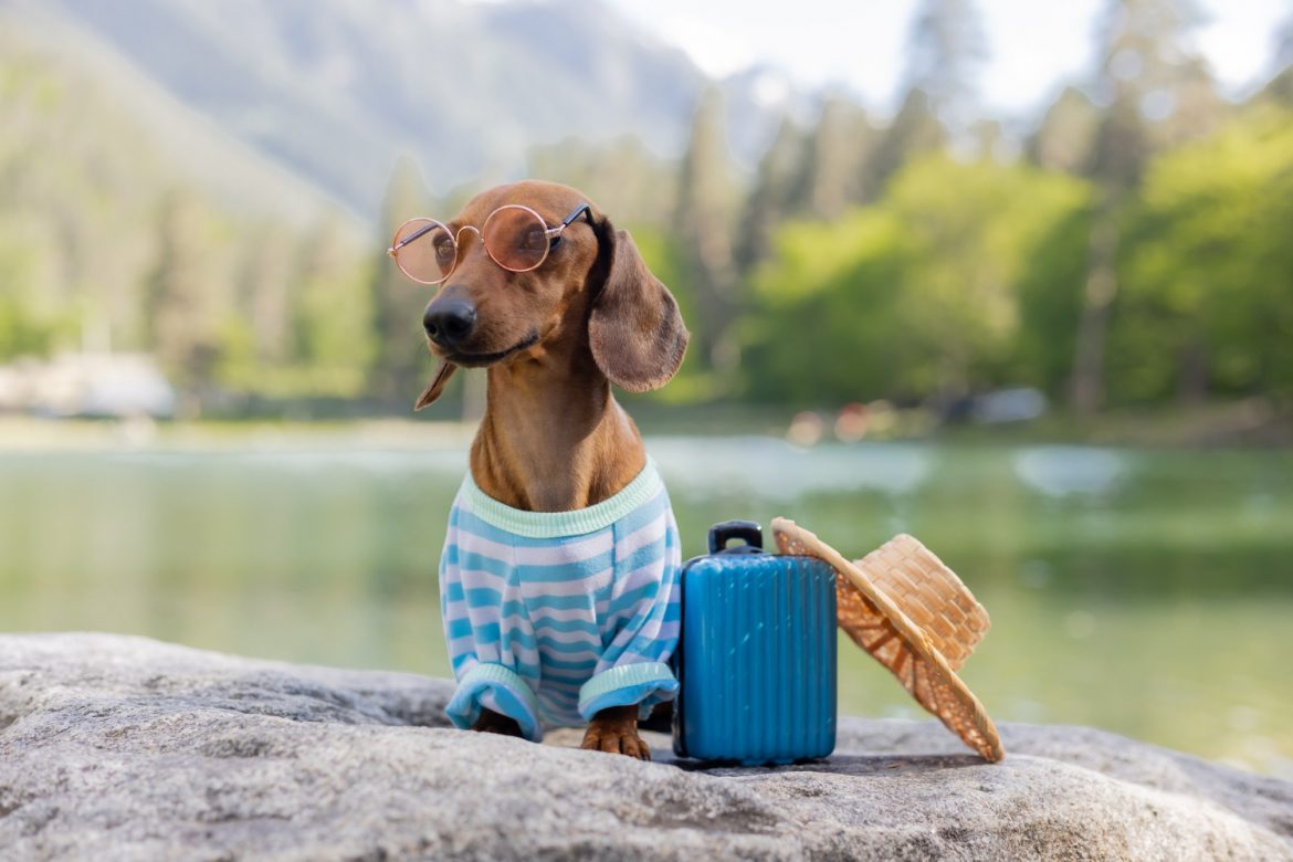 Dutch hound on holiday
