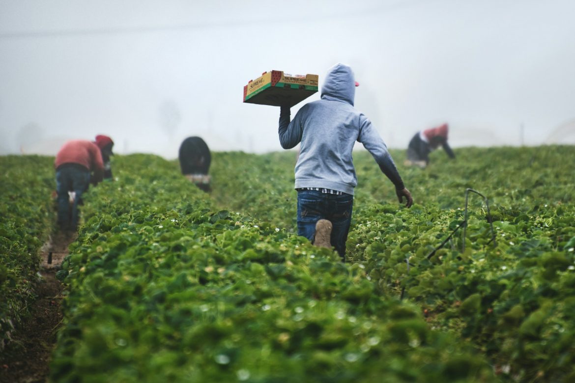 Immigrants working on fields